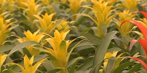 12-02-2026 Florida's Native Bromeliads