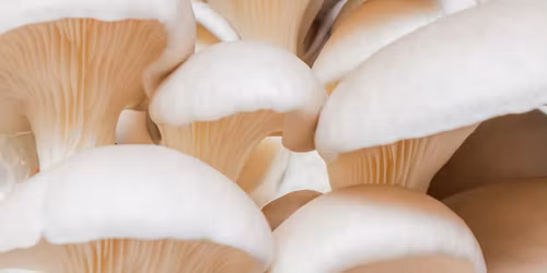 A Beginner's Guide to Mushroom Growing