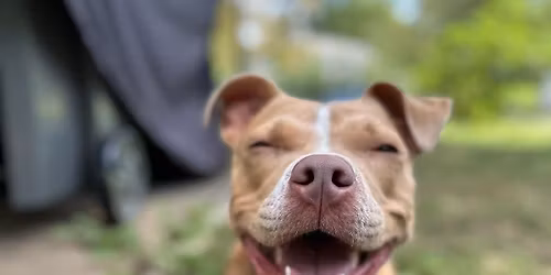 Meet & Greet at Brandywine Festival of The Arts \ud83c\udfad \ud83d\udc36