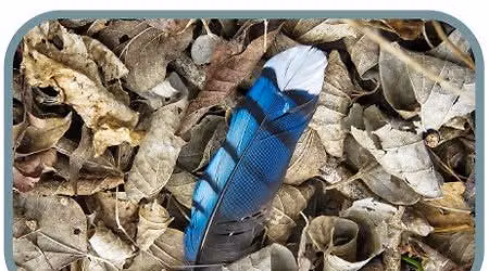 Junior Naturalist Series: Animal Skins & Coverings \ud83e\udd89\ud83e\uddab