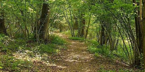 Guided Walk: Lea & Pagets Wood and Church Wood