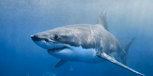 Teens - Shark Week