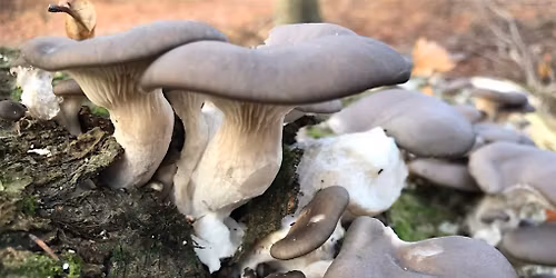 Fungi on the Farm