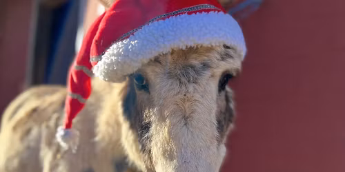 Barnyard Under the Stars Saturday November 29th!