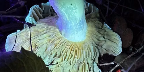 UV Night Foraging Walk (Sept 25)