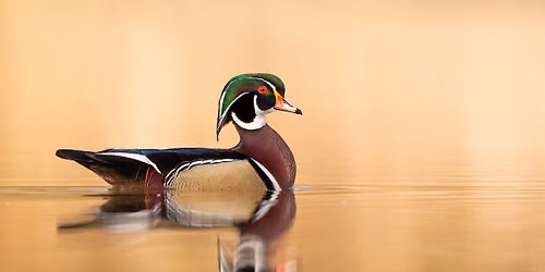 Exploring Waterfowl Hunting: Learn the Basics (SW OH)