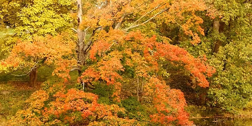 Spring Grove Nature Walk \/ Autumn Color \/ OCT 31