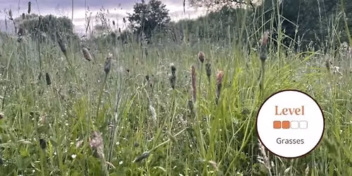 Identifying Grasses Using Vegetative Features