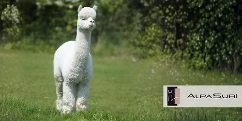 AlpaSuri Alpakawanderung
