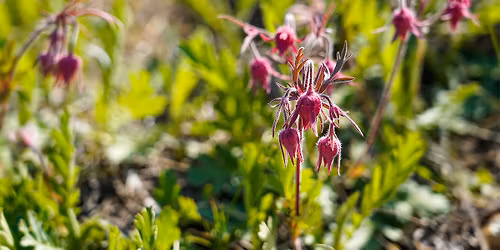 Garden Tour: Early Signs of Spring