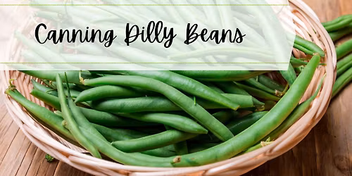 Canning Dilly Beans