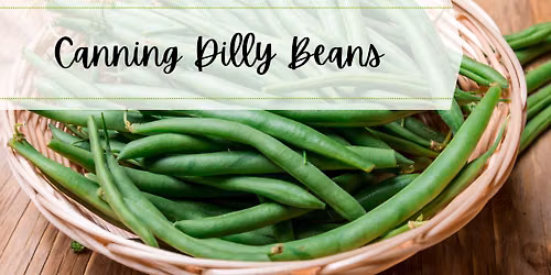 Canning Dilly Beans