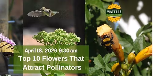 Free Garden Class: Top 10 Flowers that Attract Pollinators