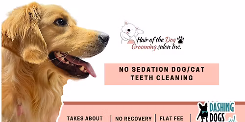Pet Teeth Cleaning-  Calgary-Hair of the Dog Grooming