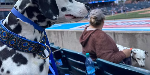 Every Dalmatian Knows Carolina is the place to come and show!