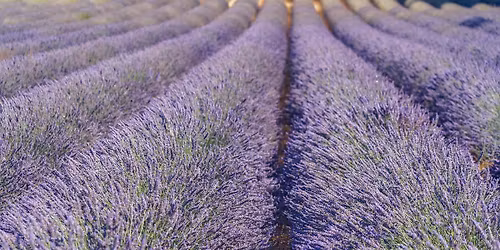 Lavender Festival Rally - Washington Airstream Club