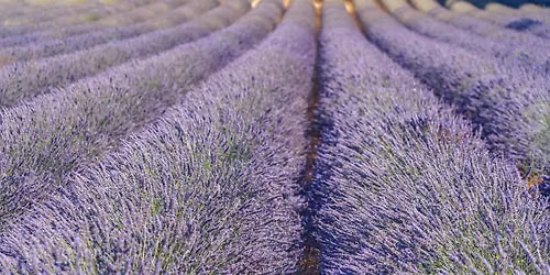 Lavender Festival Rally - Washington Airstream Club