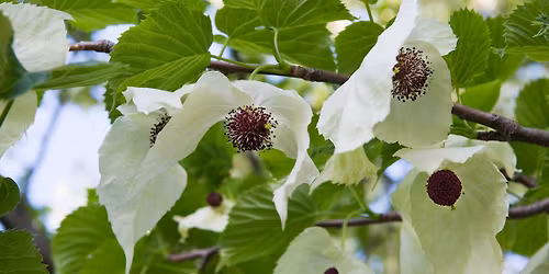 Kveldsomvisning: Naturen v\u00e5kner