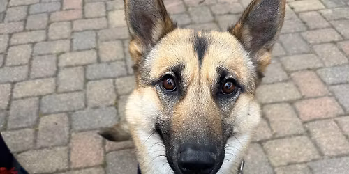 Waffles and Wine at the Greene