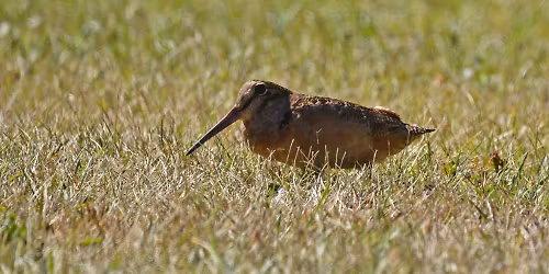 Woodcock Courtship Flight at Owl Woods