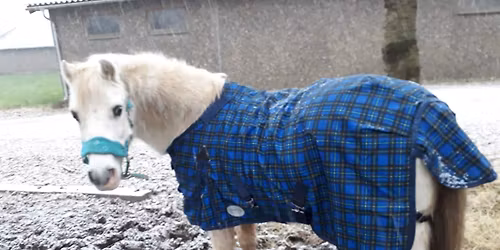 Jule agilityst\u00e6vne p\u00e5 Tandholtg\u00e5rd