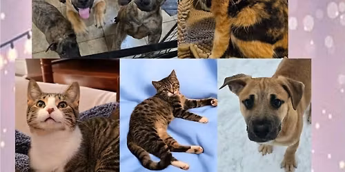 Tropic Cove’s Christmas Adoption Event