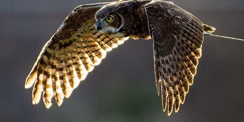 Owl Release
