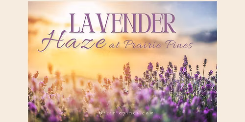 Lavender Haze at Prairie Pines