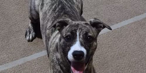 Intermediate Class (Puppy 2 or Dog 2