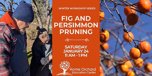 Fig and Persimmon Pruning