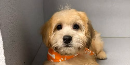 Adoption Sunday!