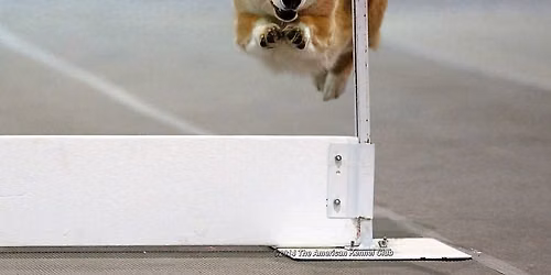 AKC Obedience and Rally Trial