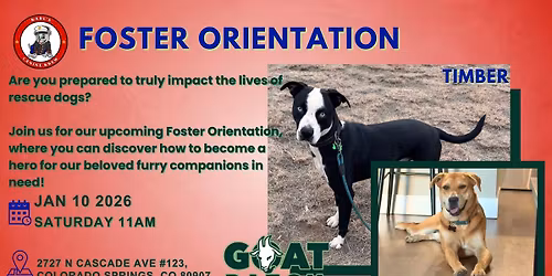 Foster Orientation: Pawsitive Beginnings