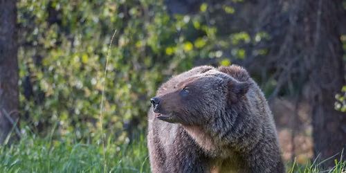 Annual Bear Fair