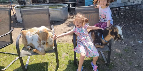 Petting Zoo at my Hobby Farm