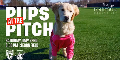 Pups at the Pitch