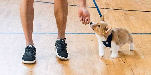 BravoPup Puppy Socials