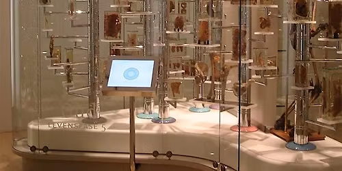 Anatomisch Museum (Entree 11:00)