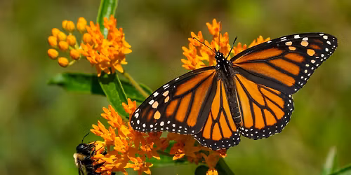 Hummingbird\/Monarch Event