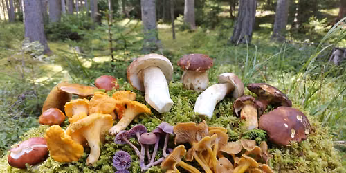 SEMINARREIHE \u201cPILZVERGN\u00dcGT\u201d: Das Schlaraffenland des Pilzreichs \u2013 der Herbst und seine Schwammerl