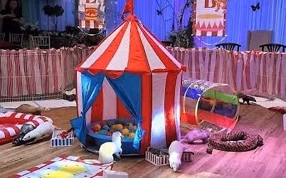 FERRET DREAMS SUMMER CARNIVAL