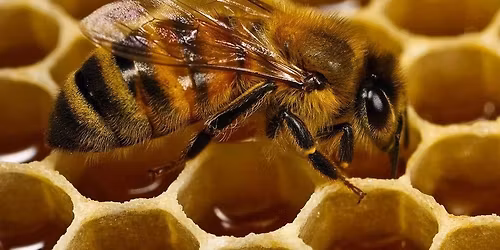 Monthly meeting North Central Beekeepers Club