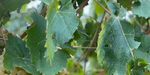 Exploring Wine Series: Unique Italian Grapes