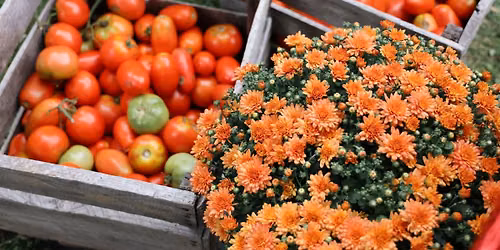 19th Annual Pierceton Heirloom Tomato Festival