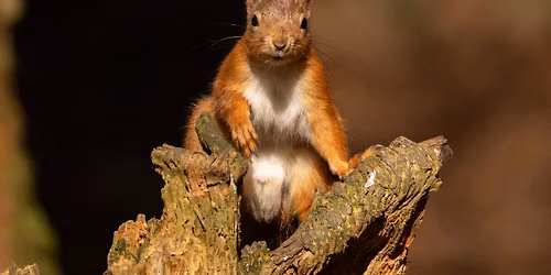 Red Squirrels 