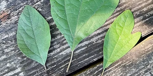Reclaiming & Reconnecting with Wild Foods - A Juneteenth Foraging Workshop