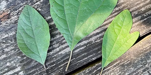 Reclaiming & Reconnecting with Wild Foods - A Juneteenth Foraging Workshop