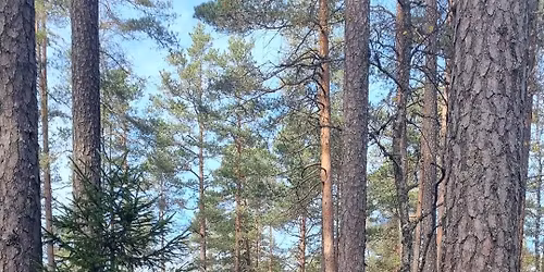 L\u00f8rdagstur - Topptur i \u00d8stmarka