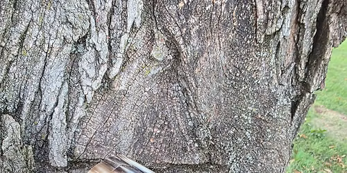 Copper Embellished Drinking Horn @ Meduseld