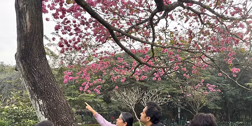Tabebuia Walk at Cubbon Park